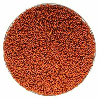 Alvi Seeds