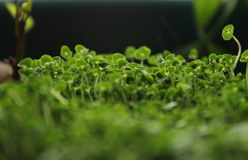 benefits of sprouted chia seeds
